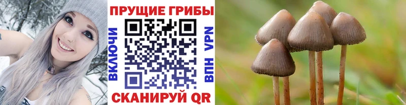 Галлюциногенные грибы Psilocybe купить наркоту Черемхово